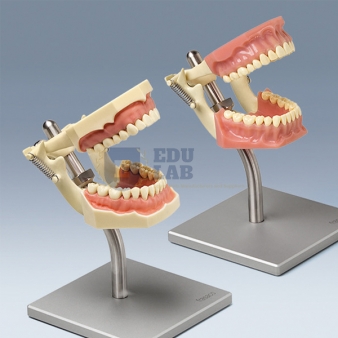 Dental Models